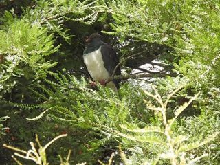 Native birds