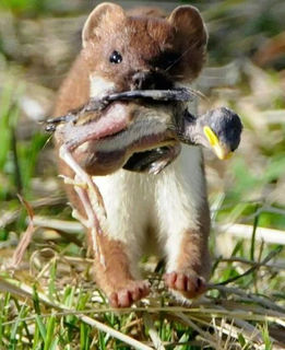Pest control