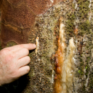 Kauri dieback