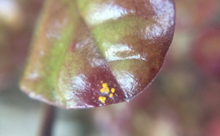 Myrtle rust