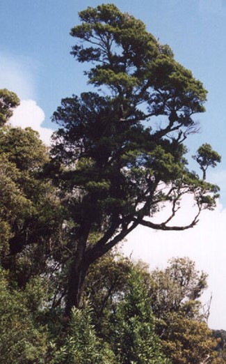 Brown Pine ( Miro ) | Prumnopitys ferruginea