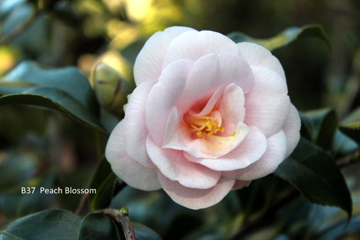 B 37 Peach Blossom